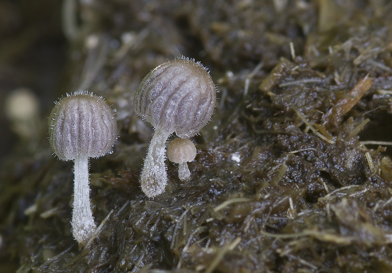 Coprinellus pellucidus